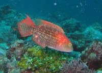 Two-spot wrasse (Oxycheilinus bimaculatus)