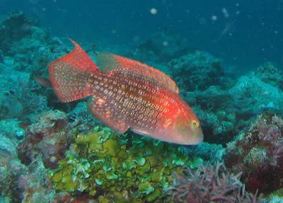 Two-spot wrasse (Oxycheilinus bimaculatus)