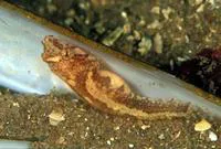 Two-spotted clingfish (Diplecogaster bimaculata bimaculata)