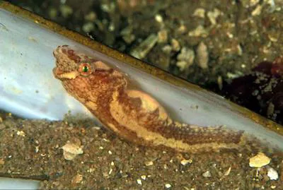 Two-spotted clingfish (Diplecogaster bimaculata bimaculata)