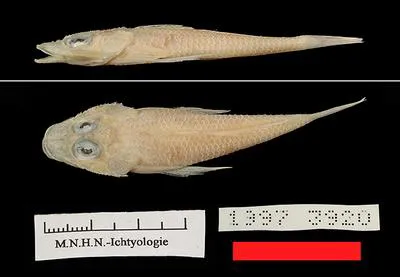 Two-spotted flathead (Onigocia bimaculata)