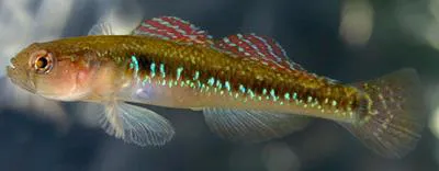 Two-spotted goby (Gobiusculus flavescens)