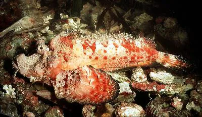 Two-stick stingfish (Inimicus filamentosus)