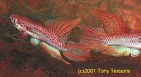 Two-striped Aphyosemion (Aphyosemion bitaeniatum)