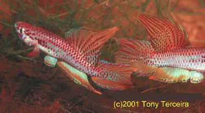 Two-striped Aphyosemion (Aphyosemion bitaeniatum)