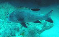 Two-striped sweetlips (Plectorhinchus albovittatus)