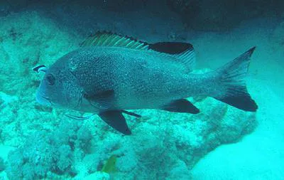 Two-striped sweetlips (Plectorhinchus albovittatus)