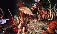 Two-tone fingerfin (Chirodactylus brachydactylus)