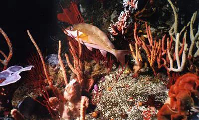 Two-tone fingerfin (Chirodactylus brachydactylus)
