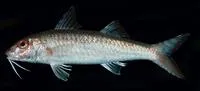 Two-tone goatfish (Upeneus guttatus)