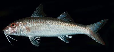 Two-tone goatfish (Upeneus guttatus)