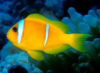Twoband anemonefish (Amphiprion bicinctus)