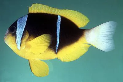 Twobar anemonefish (Amphiprion allardi)