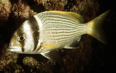 Twobar seabream (Acanthopagrus bifasciatus)