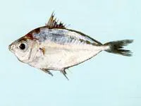 Twoblotch ponyfish (Nuchequula blochii)