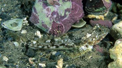 Twohorn sculpin (Icelus bicornis)