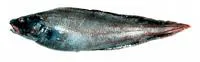 Twoline eelpout (Bothrocara brunneum)