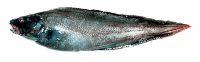 Twoline eelpout (Bothrocara brunneum)