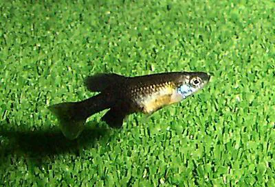 Twoline skiffia (Skiffia bilineata)