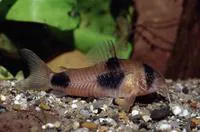 Twosaddle corydoras (Corydoras weitzmani)