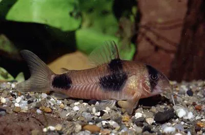 Twosaddle corydoras (Corydoras weitzmani)