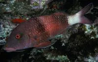Twosaddle goatfish (Parupeneus insularis)