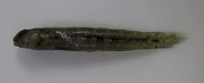 Twoscale goby (Gobiosoma longipala)