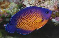 Twospined angelfish (Centropyge bispinosa)