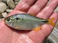 Twospot astyanax (Astyanax bimaculatus)