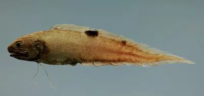 Twospot brotula (Neobythites gilli)