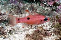 Twospot cardinalfish (Apogon pseudomaculatus)