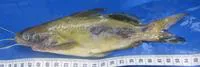 Twospot catfish (Mystus nigriceps)