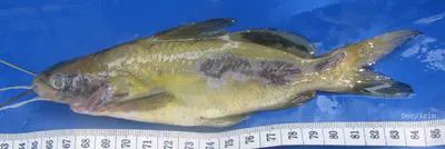 Twospot catfish (Mystus nigriceps)