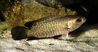 Twospot climbing perch (Ctenopoma nigropannosum)