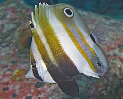 Twospot coralfish (Coradion melanopus)