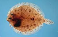 Twospot flounder (Bothus robinsi)