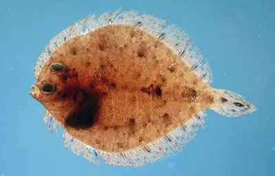 Twospot flounder (Bothus robinsi)