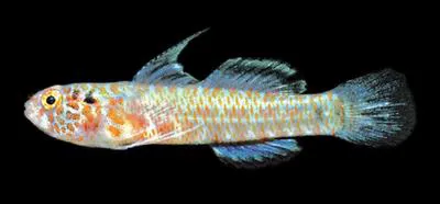 Twospot fringedfin goby (Eviota bimaculata)