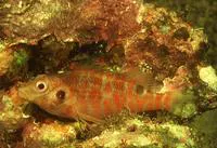 Twospot hawkfish (Amblycirrhitus bimacula)