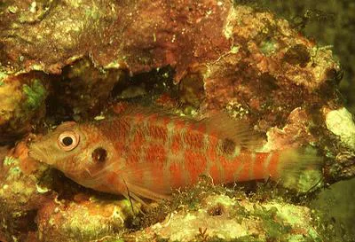 Twospot hawkfish (Amblycirrhitus bimacula)