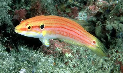 Twospot hogfish (Bodianus bimaculatus)