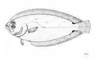 Twospot largescale flounder (Citharoides macrolepis)