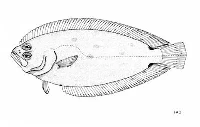 Twospot largescale flounder (Citharoides macrolepis)