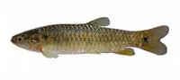 Twospot lebiasina (Lebiasina bimaculata)