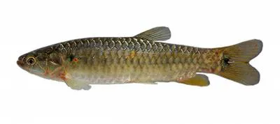 Twospot lebiasina (Lebiasina bimaculata)