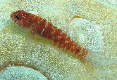 Twospot pygmy goby (Eviota distigma)