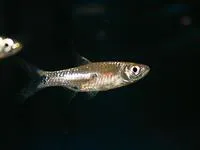 Twospot rasbora (Rasbora elegans)
