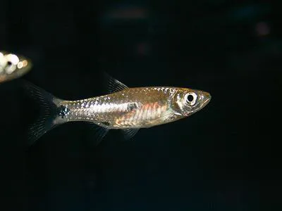 Twospot rasbora (Rasbora elegans)
