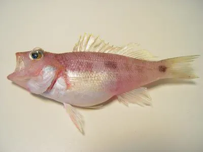 Twospot sea bass (Centropristis fuscula)