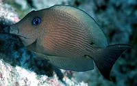 Twospot surgeonfish (Ctenochaetus binotatus)